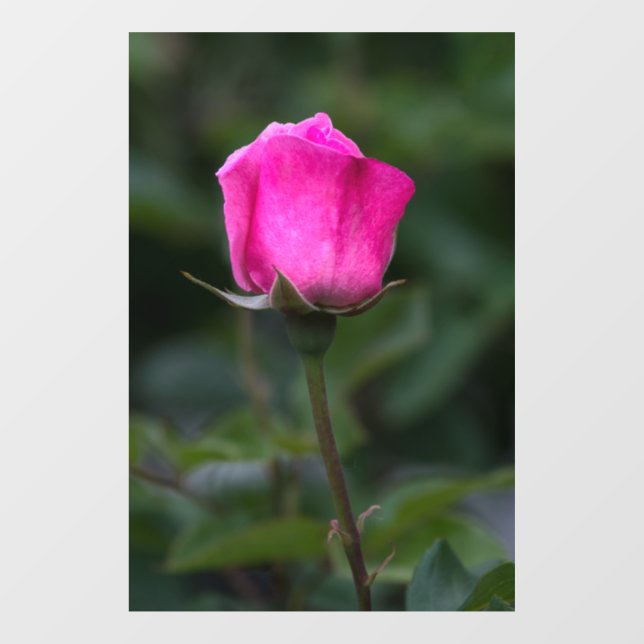 Window Cling - Elegant Pink Rosebud Photography (Sheet)