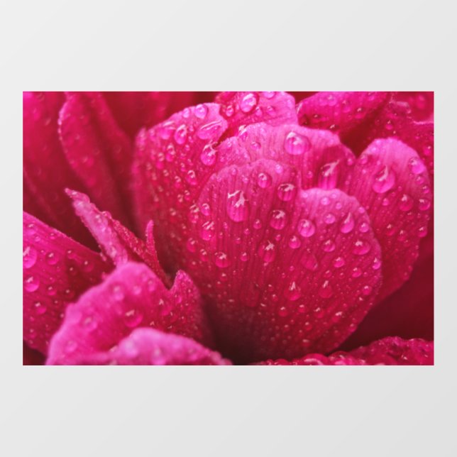 Window Cling - Peony Flower After The Rain (Sheet)