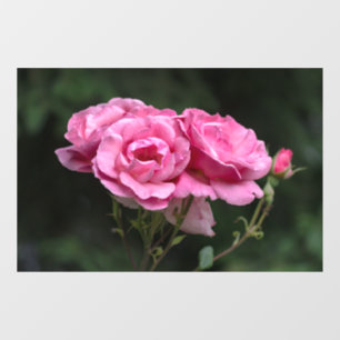 Window Cling - Pink Roses Photography