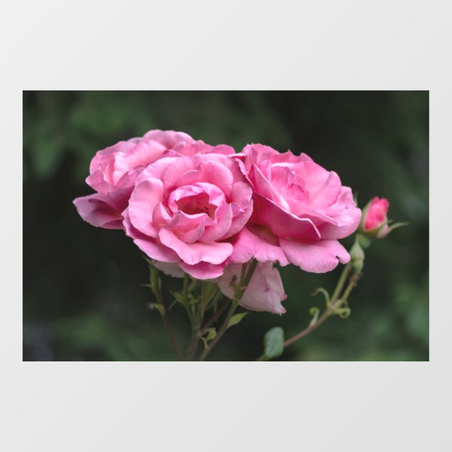 Window Cling - Pink Roses Photography (Sheet)