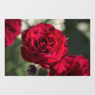 Window Cling Roses - Velvet Radiance