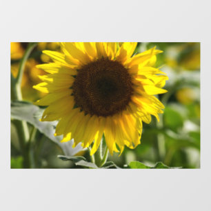 Window Cling - Sunflower Isolated In Field