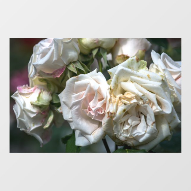 Window Cling - White Roses In Bloom Photography (Sheet)