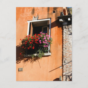Window Flowers Postcard