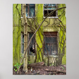 Windows and Vines Poster