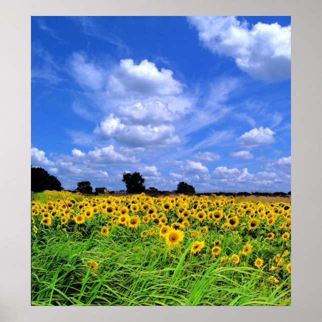 Windswept fields ans sky poster (Front)