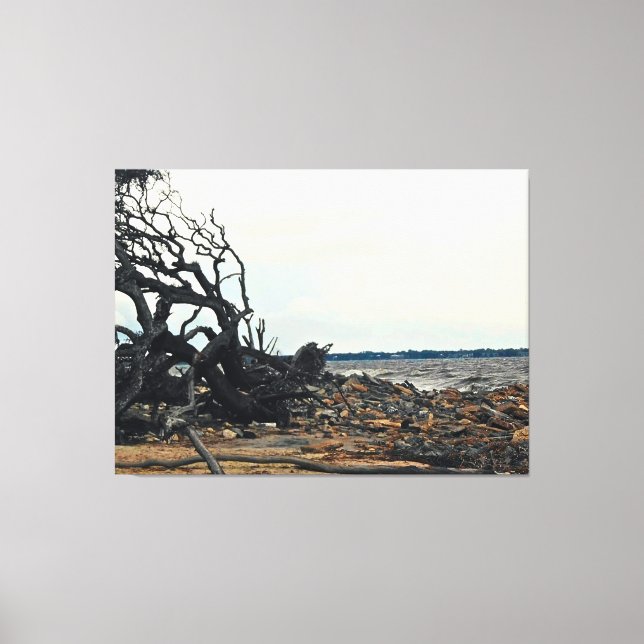 Windswept Tree by Rocky Shoreline Canvas Print (Front)