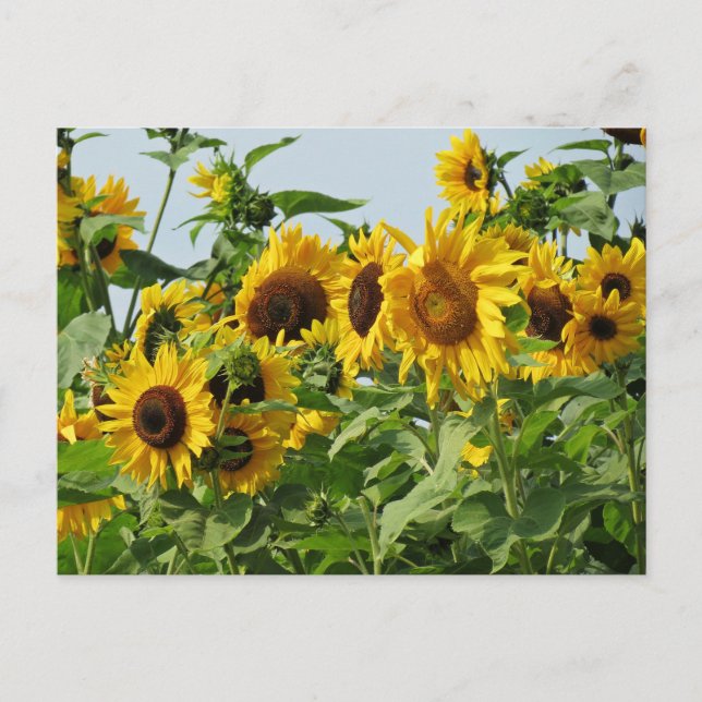 Windy Sunflowers Postcard (Front)