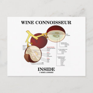 Wine Connoisseur Inside (Wine Grape Berry) Postcard