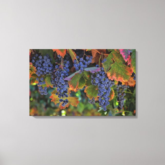 Wine Country Art Canvas Vineyard Print (Front)