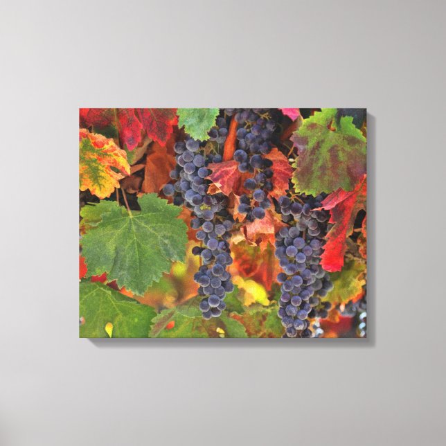 Wine Country Grapes Kitchen Canvas Art Vineyard (Front)