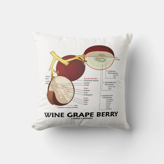 Wine Grape Berry (Botanical Anatomy) Cushion (Front)