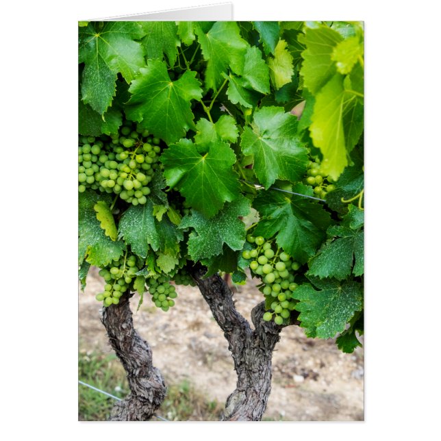 Wine Grapes Growing, France (Front)