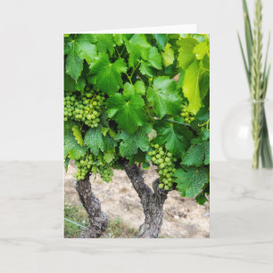 Wine Grapes Growing, France Card