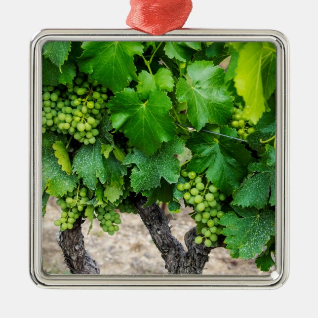 Wine Grapes Growing, France Metal Tree Decoration (Front)