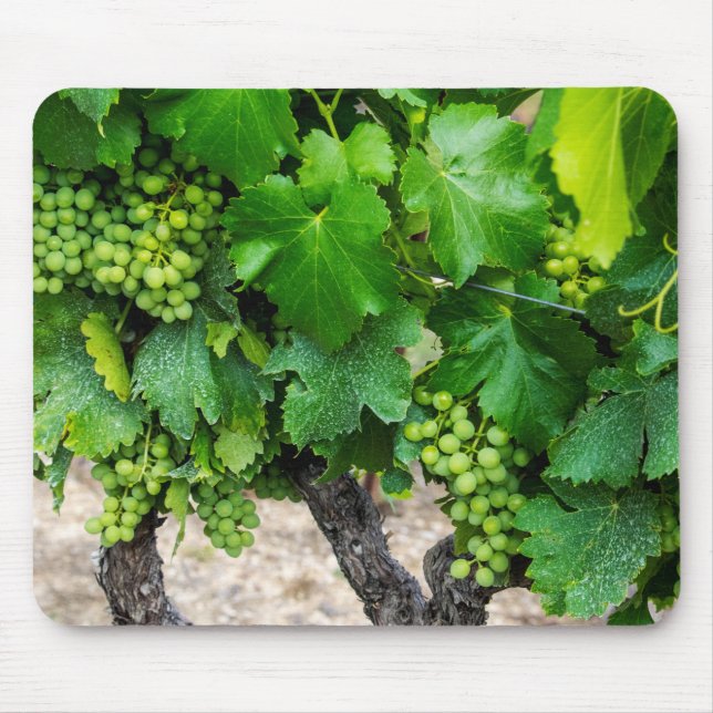 Wine Grapes Growing, France Mouse Mat (Front)
