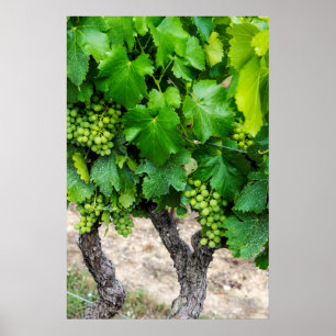 Wine Grapes Growing, France Poster