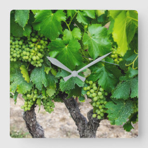 Wine Grapes Growing, France Square Wall Clock