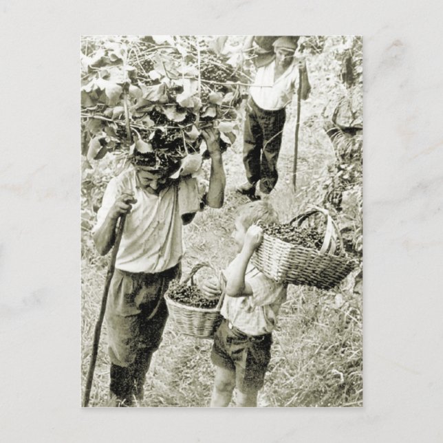 Wine making Wine harvest Postcard (Front)