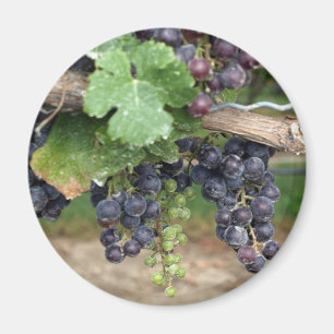 Wine on the Vine Magnet