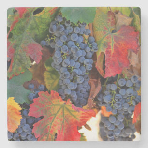 Wine Vineyard Coasters