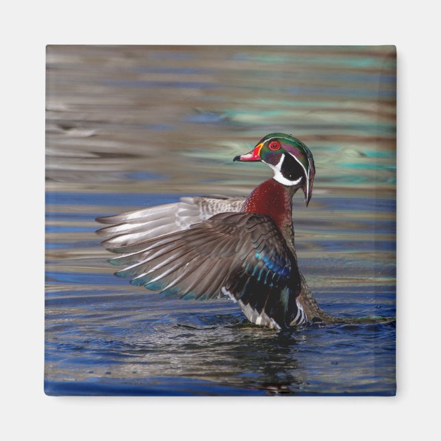 Wing Flapping Wood Duck Magnet (Front)