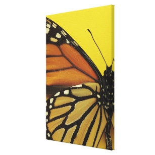 Wing of a butterfly canvas print
