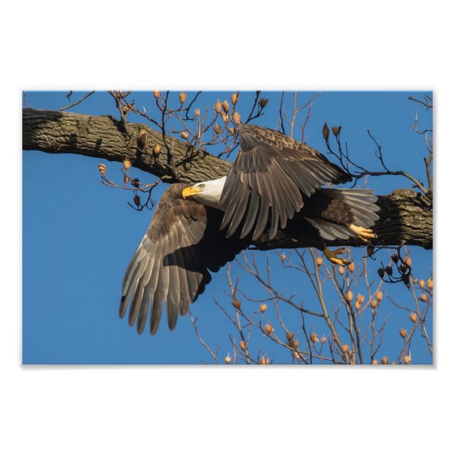 Wing Shadow Bald Eagle Photo Print (Front)