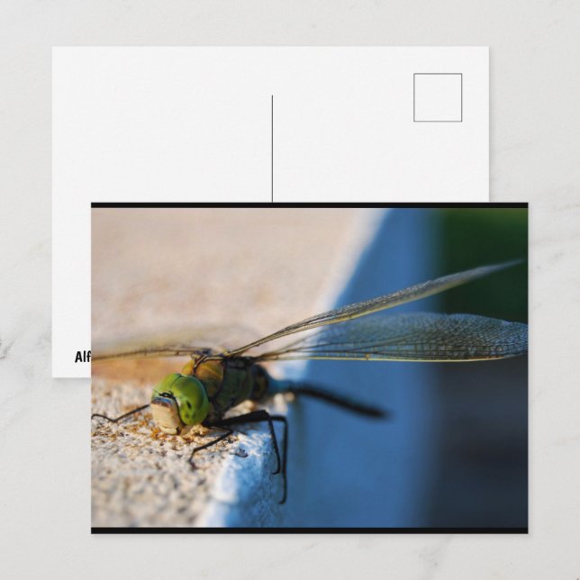 Wings of a Dragonfly Postcard (Front/Back)