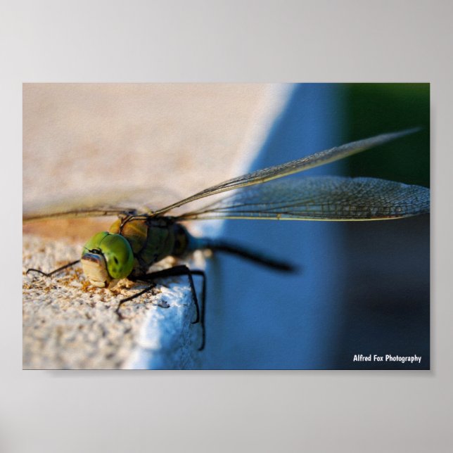 Wings of a Dragonfly Poster (Front)