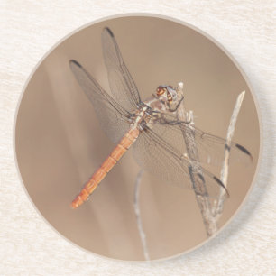 Wings of Gold Dragonfly Coaster