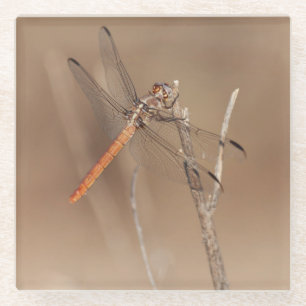 Wings of Gold Dragonfly Glass Coaster