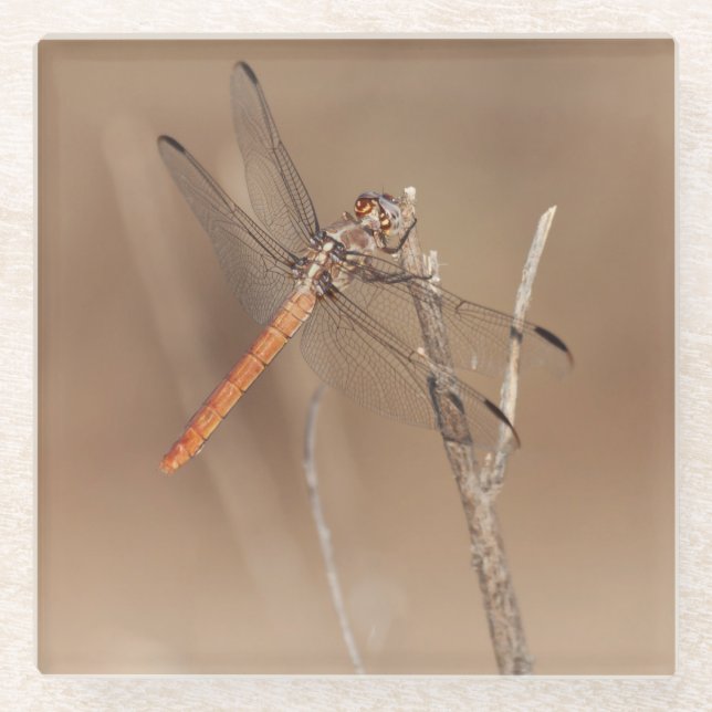 Wings of Gold Dragonfly Glass Coaster (Front)