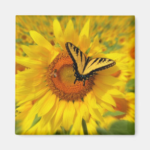 Wings of summer, magnets