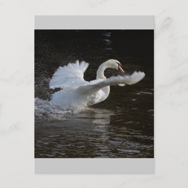 Wings Outstretched Swan Postcard (Front)