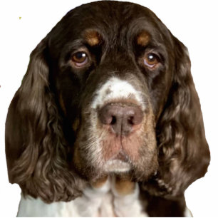 Wings Photo Sculpture Magnet