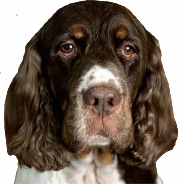 Wings Photo Sculpture Magnet (Front)