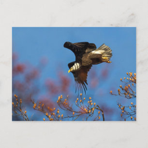 Wingshadow Postcard