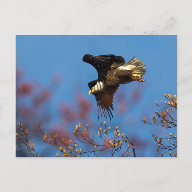 Wingshadow Postcard (Front)