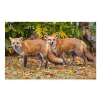 Winking Fox