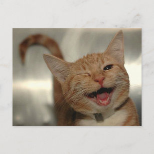 Winking Happy Ginger Cat Postcard