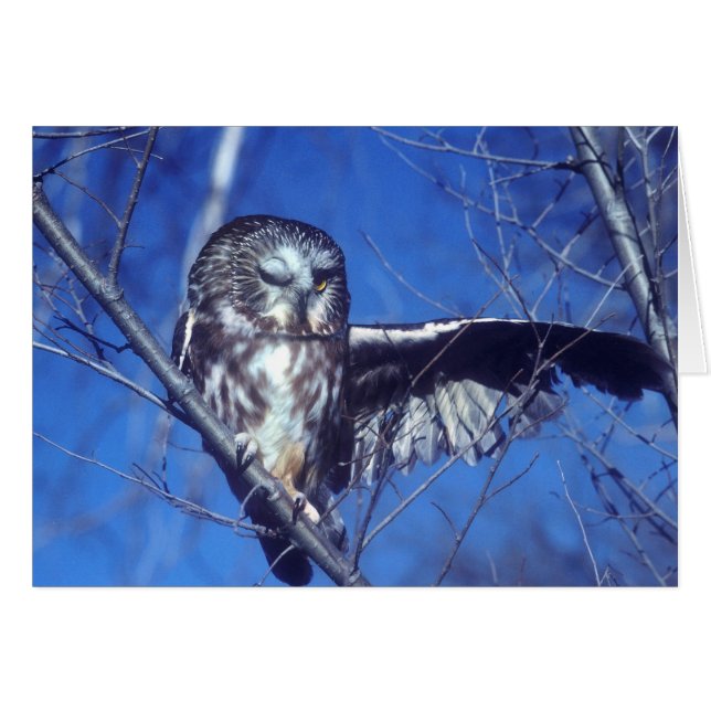 Winking owl (Front Horizontal)