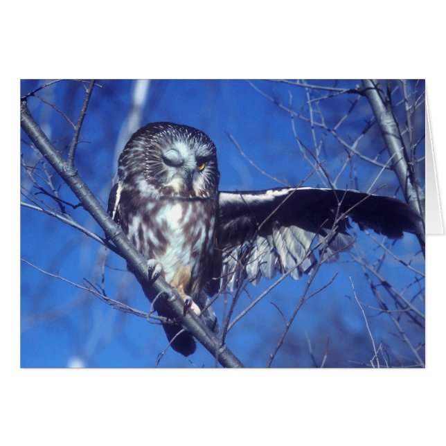 Winking owl (Front Horizontal)