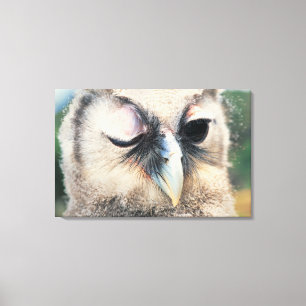 Winking Owl Canvas Print