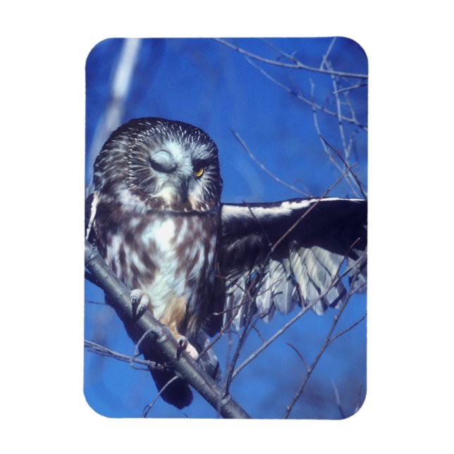 Winking owl magnet (Vertical)