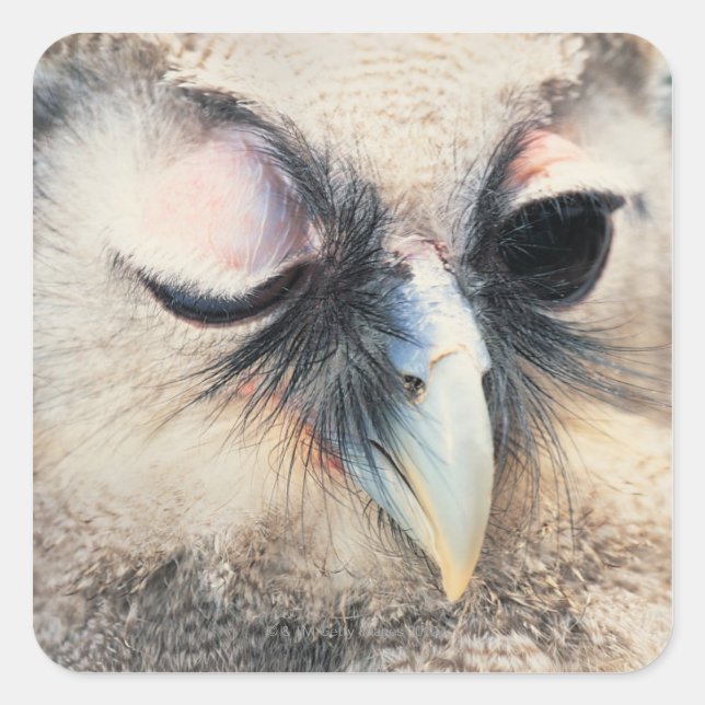 Winking Owl Square Sticker (Front)