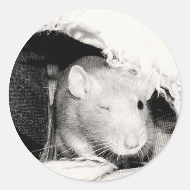 Winking Rat! Classic Round Sticker (Front)