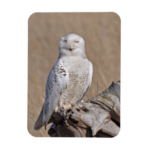 Winking Snowy Owl Magnet