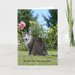 winking tabby cat for humourous birthday card