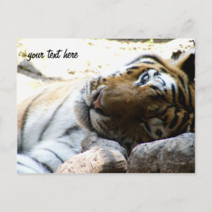 Winking Tiger Postcard